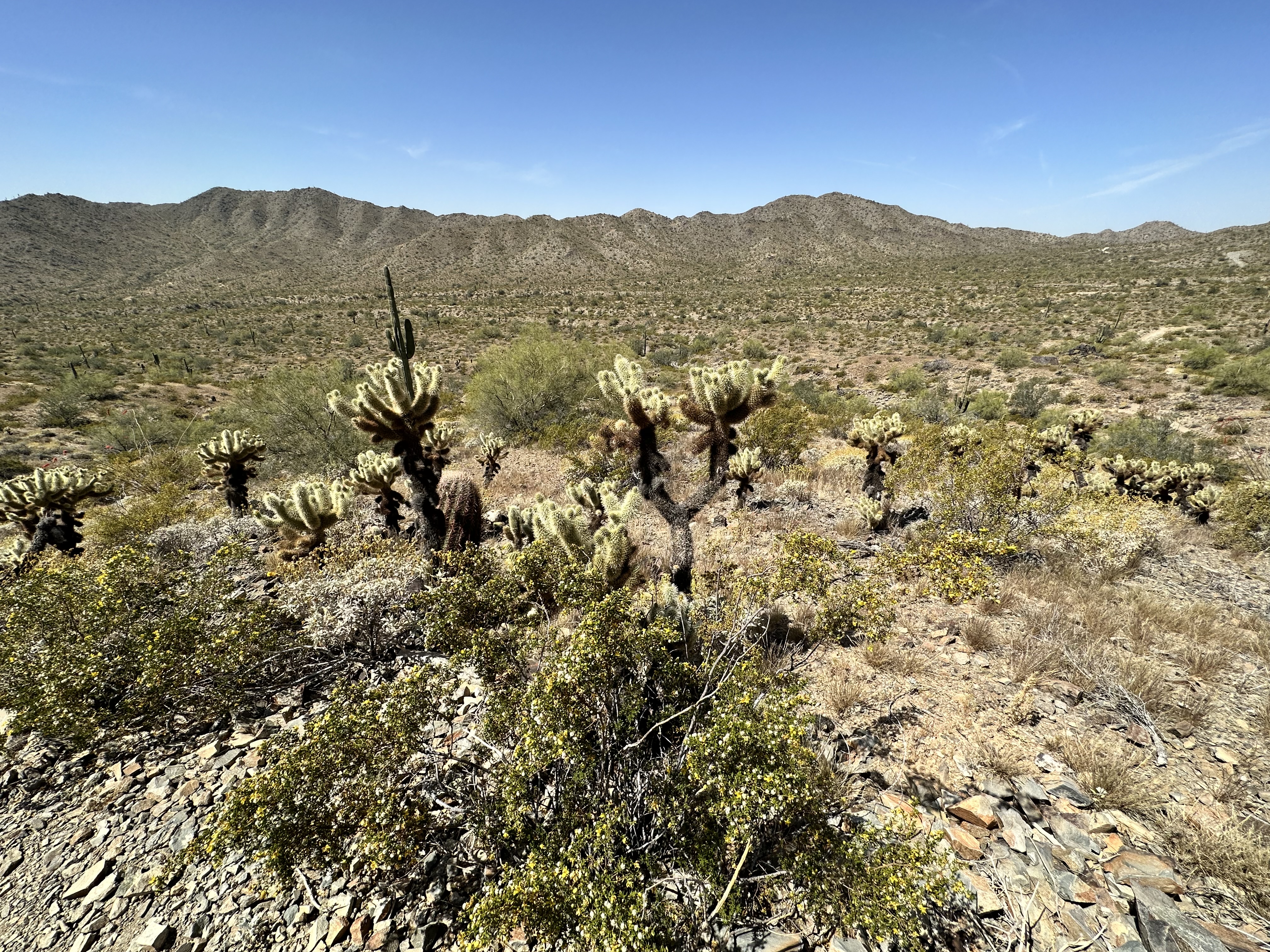 Skyline Regional Park desert landscape, Buckeye, Arizona