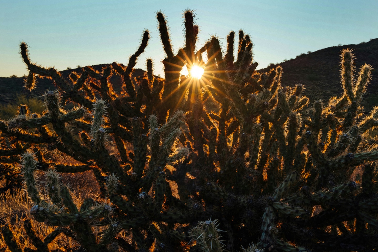 Cave Creek cactus and sunrise