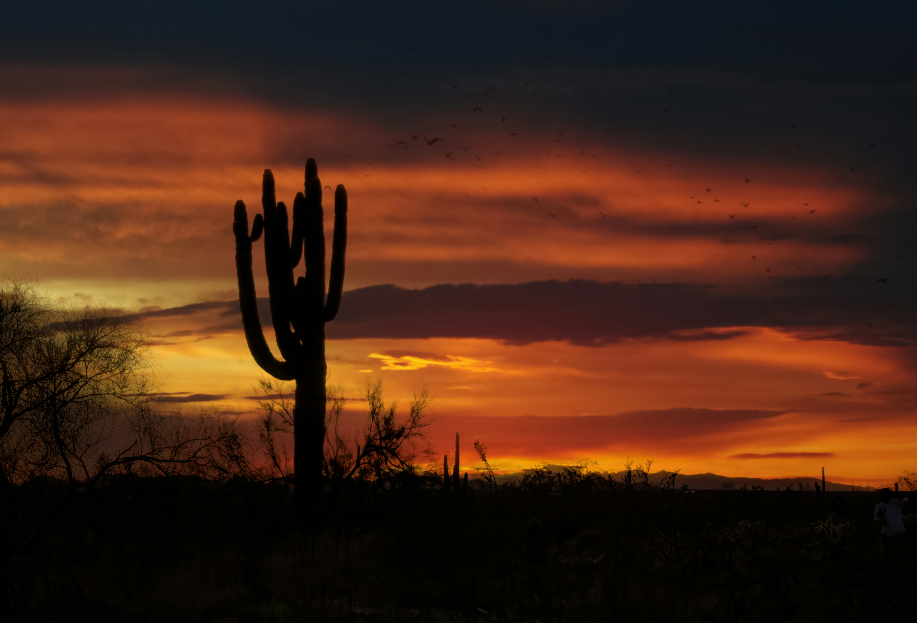 Sunset in McDowell Sonoran Preserve, North Scottsdale, Arizona